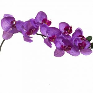 Орхидея лиловая