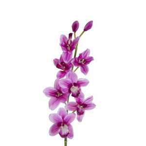 Орхидея пурпуная
