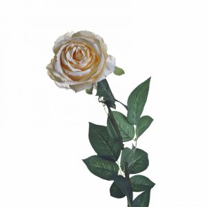 Роза кремовая