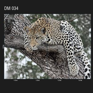 DM 034